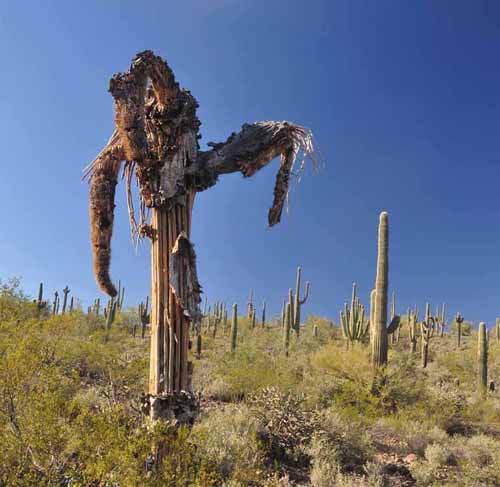 dead saguaro